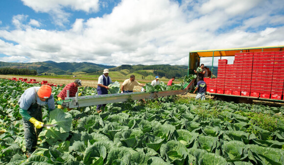 Farm workers harvest cabbage and load it onto a truck