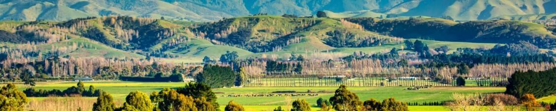 Wellington farmland; hills and fields with cows