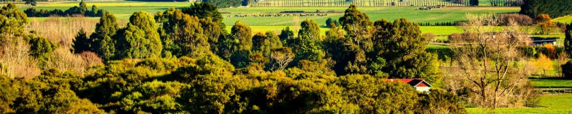 Wellington farmland; fields with cows and a farmhouse